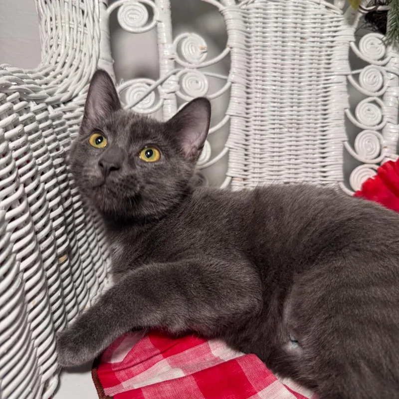 Mczoomalot thumbnail 5