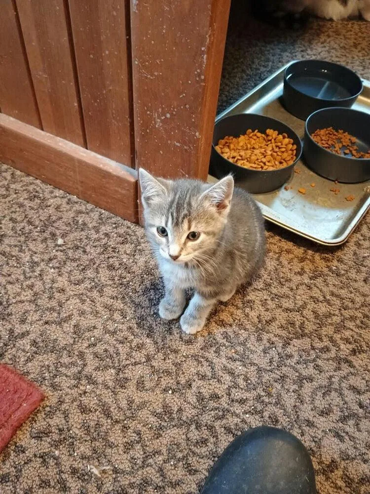A baby small-sized female Gray / Blue / Silver Domestic Short Hair cat named Muffin for adoption in Linton, IN