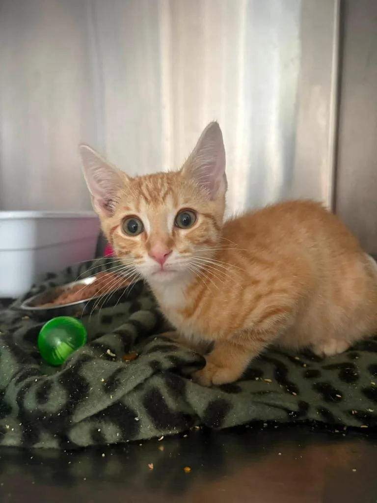 A baby small-sized male Domestic Short Hair cat named Joe for adoption in Russellville, KY