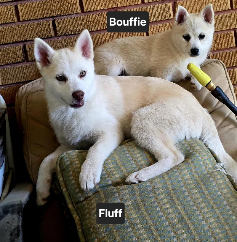 Fluff thumbnail 2