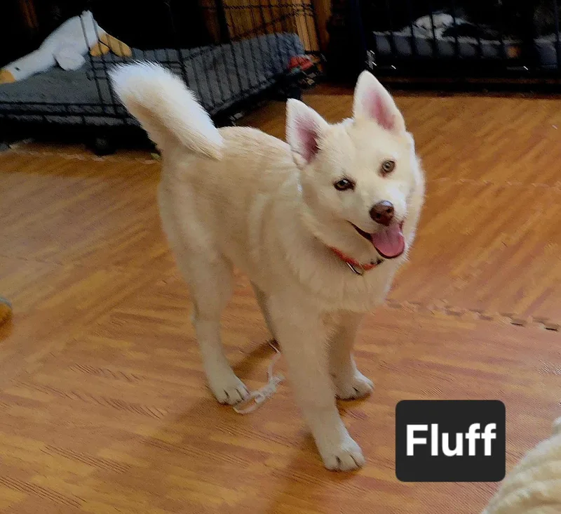 Fluff thumbnail 3