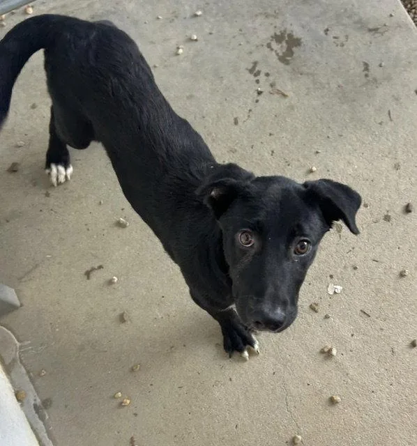 A young medium-sized female Australian Cattle Dog / Blue Heeler dog named Emily Months for adoption in Sterling, MA