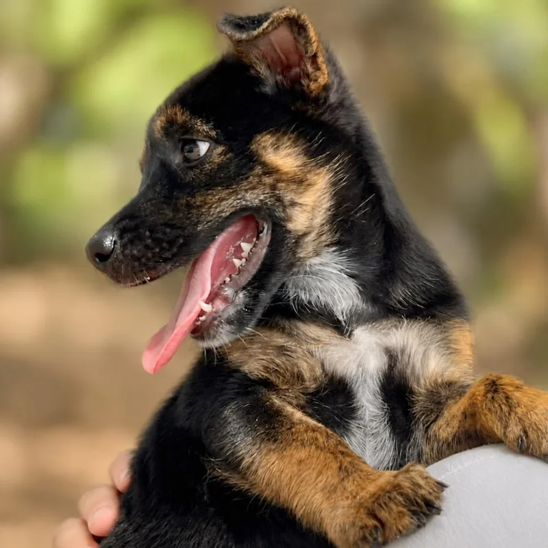 A baby small-sized female Black Catahoula Leopard Dog dog named Hazel for adoption in Boerne, TX