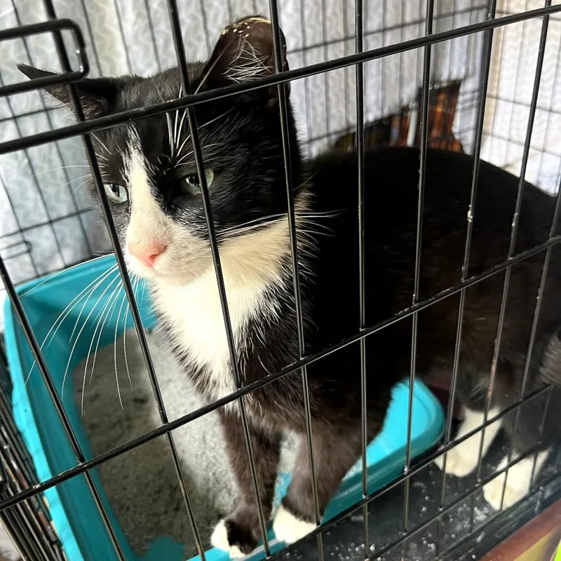 A young small-sized female Black Domestic Short Hair cat named Baby for adoption in Ringtown, PA