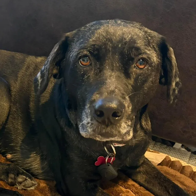 An adult medium-sized female Black Mixed Breed dog named Lexi for adoption in Olathe, KS