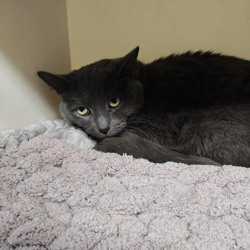 An adult medium-sized male Gray / Blue / Silver Domestic Short Hair cat named Oregano Working Cat for adoption in Madison, WI