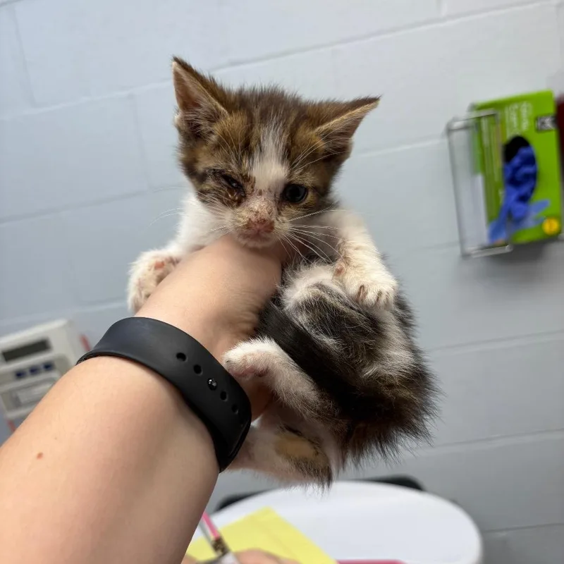 A baby small-sized male White Domestic Short Hair cat named Credit for adoption in Parkersburg, WV