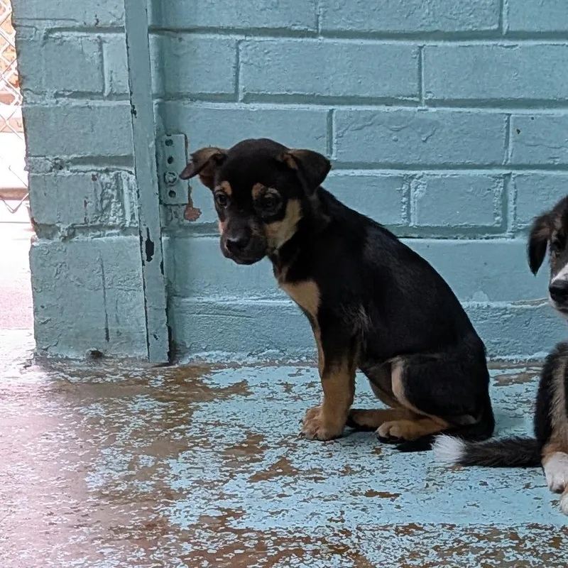 A baby medium-sized female Black Husky dog named SBecky for adoption in Tulsa, OK