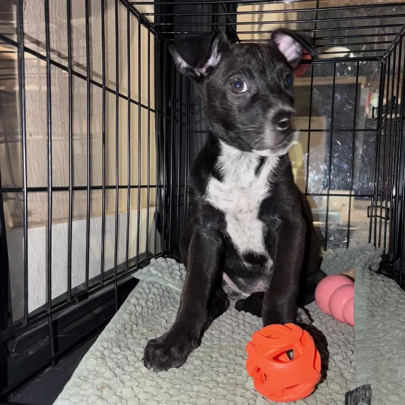 A baby small-sized female Black Terrier dog named Cricket for adoption in San Antonio, TX