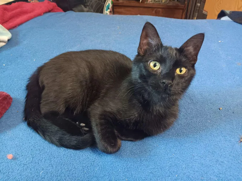 A baby medium-sized male Black Domestic Short Hair cat named Freddy for adoption in Andover, KS