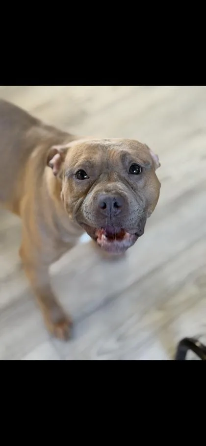 An adult medium-sized female American Staffordshire Terrier dog named Bacon for adoption in South Bend, IN