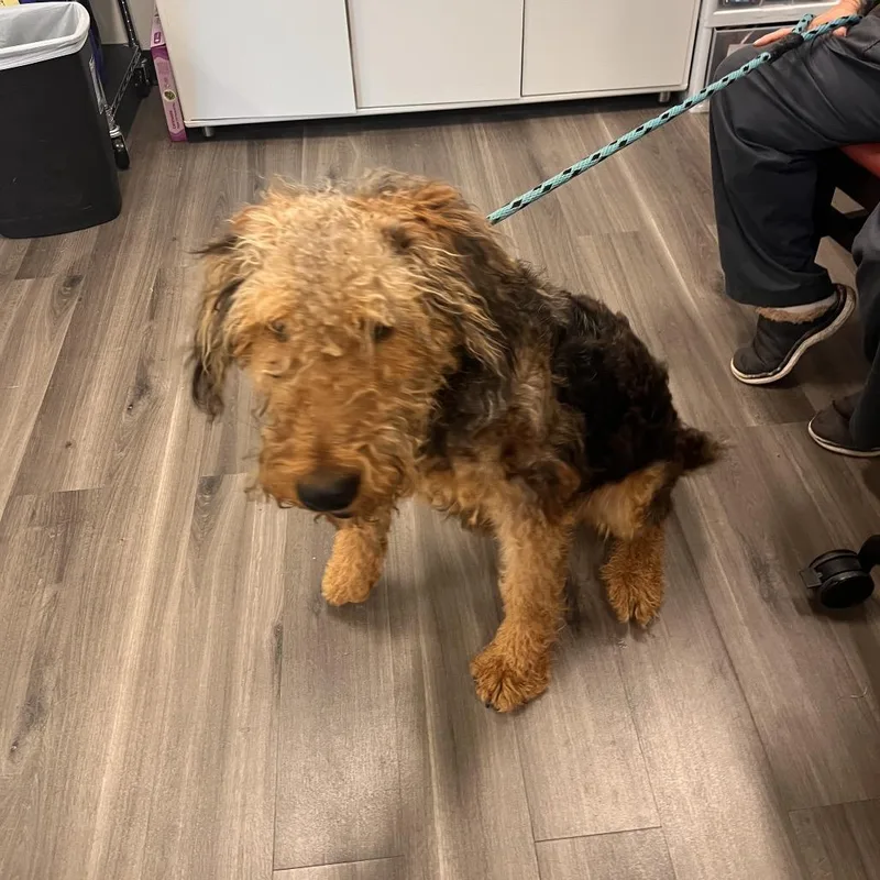 A young large-sized male Airedale Terrier dog named Titan for adoption in York, PA