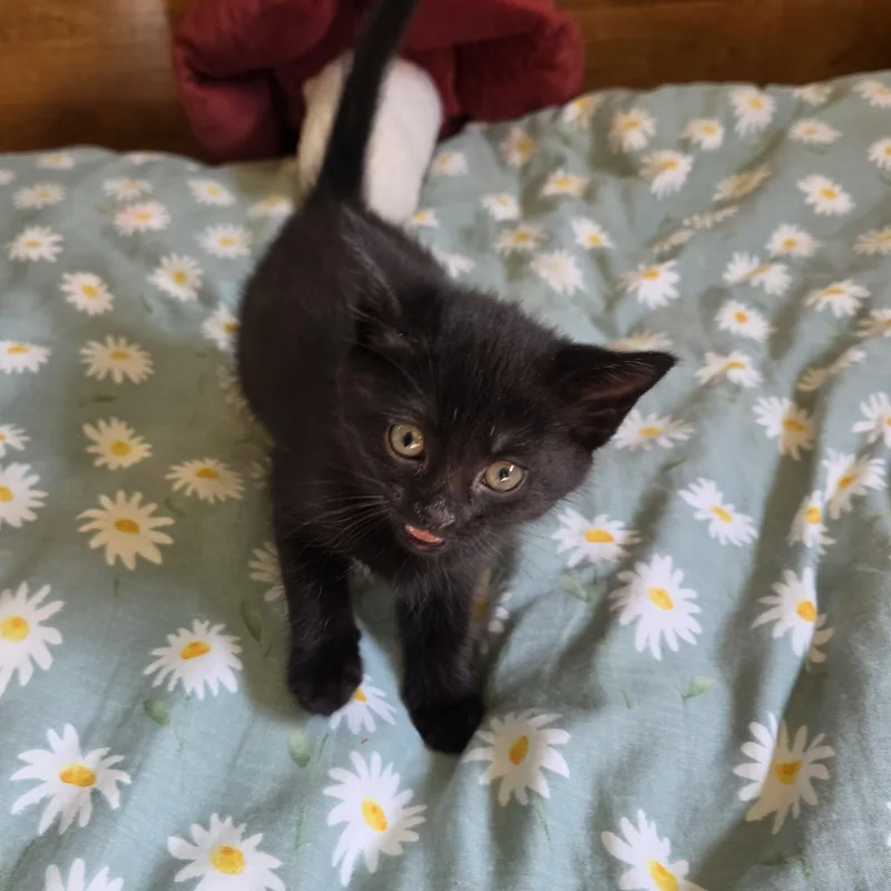 A baby medium-sized female Black Domestic Short Hair cat named Kiki for adoption in Fort Oglethorpe, GA