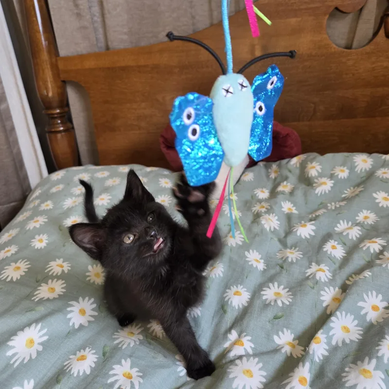 Kiki thumbnail 3
