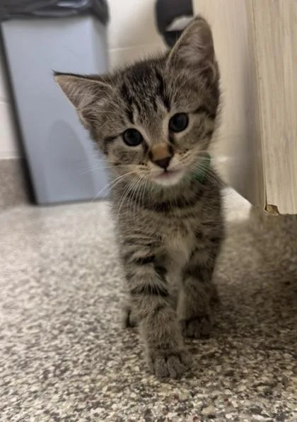 A baby small-sized female Domestic Short Hair cat named Debby for adoption in Westland, MI