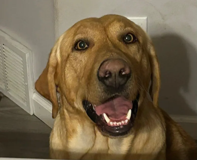 An adult extra large-sized male Labrador Retriever dog named Ramses The Great for adoption in Salt Lake City, UT