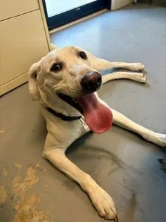 A young medium-sized male White / Cream Labrador Retriever dog named Max for adoption in Winter Haven, FL