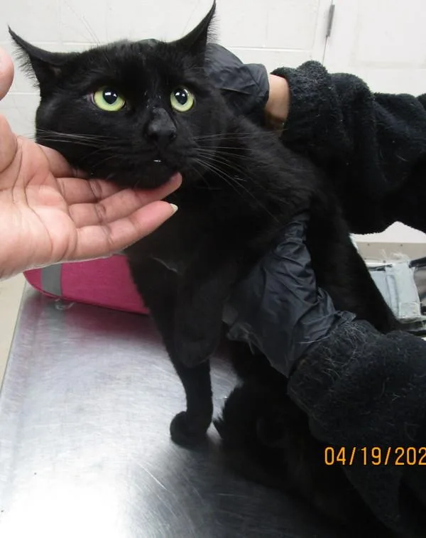 An adult large-sized male Domestic Short Hair cat named Sir Purrcival for adoption in Marietta, GA