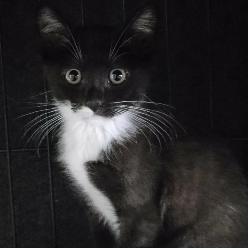 A baby small-sized male Black Domestic Short Hair cat named Felix for adoption in Titusville, FL