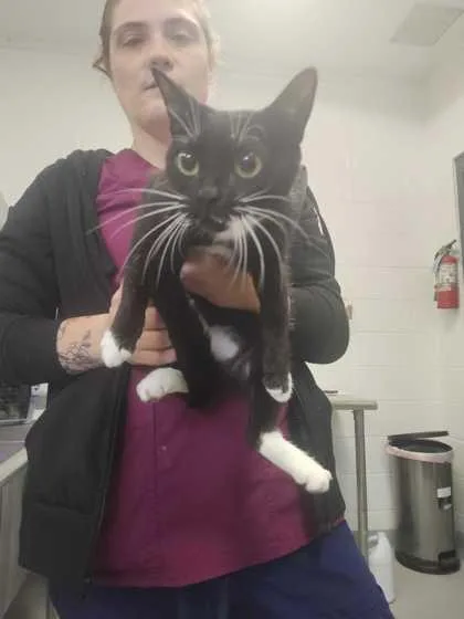 An adult small-sized female Domestic Short Hair cat named Black Panther for adoption in Spruce Pine, NC