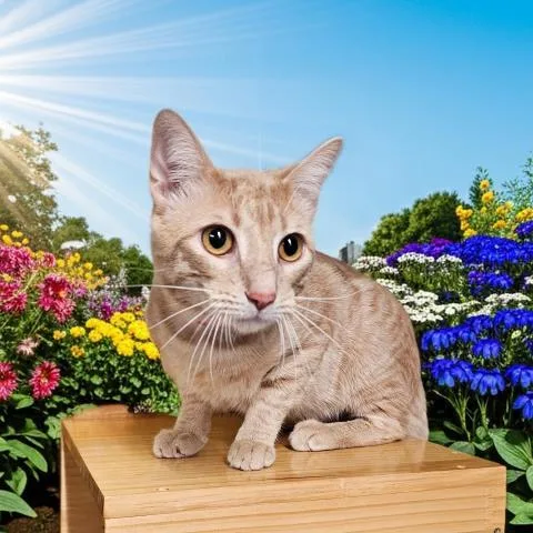 A young small-sized male Domestic Short Hair cat named Cracker for adoption in Clinton Township, MI