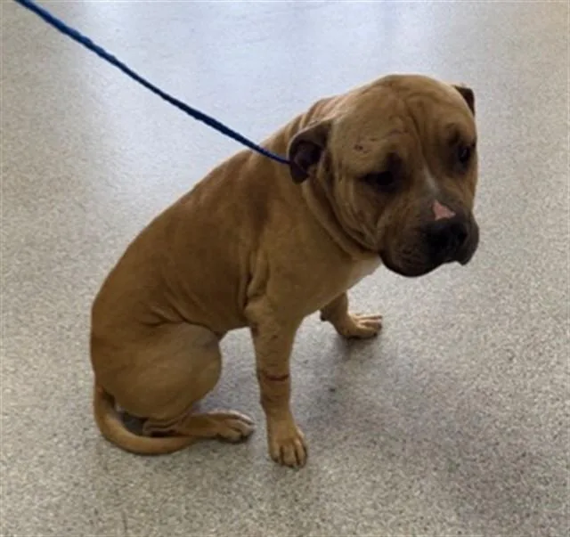 Lucas Loves Peanut Butter