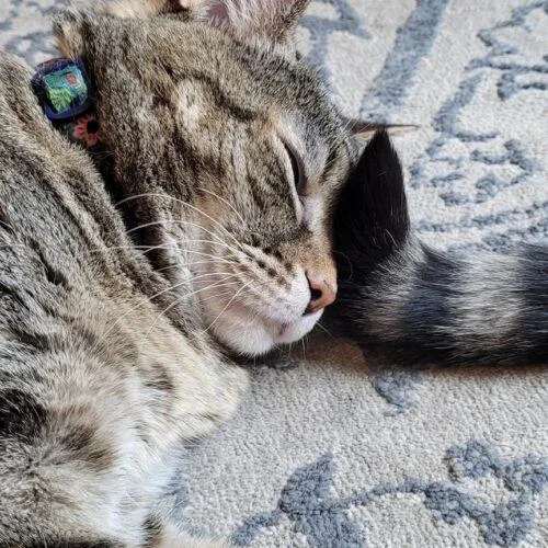 Crunch Wrap Supreme thumbnail 2