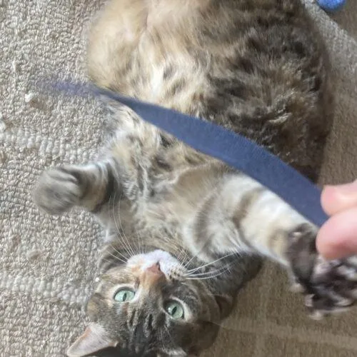 Crunch Wrap Supreme thumbnail 3