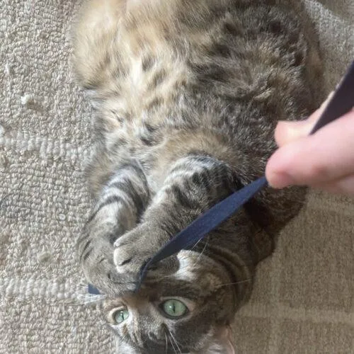 Crunch Wrap Supreme thumbnail 4