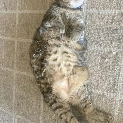 Crunch Wrap Supreme thumbnail 6