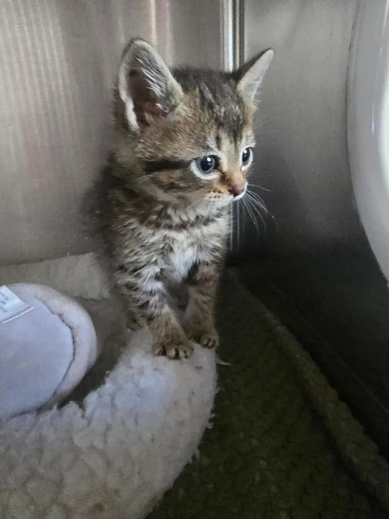 A baby medium-sized male Domestic Short Hair cat named G Baloo for adoption in Ashland, WI