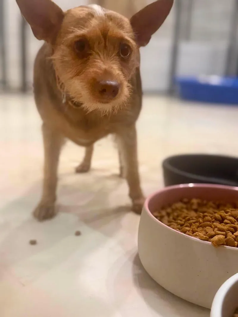 Little Annie