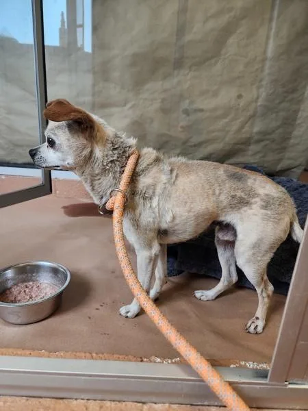 An adult small-sized male Chihuahua dog named Bubby for adoption in Kennewick, WA