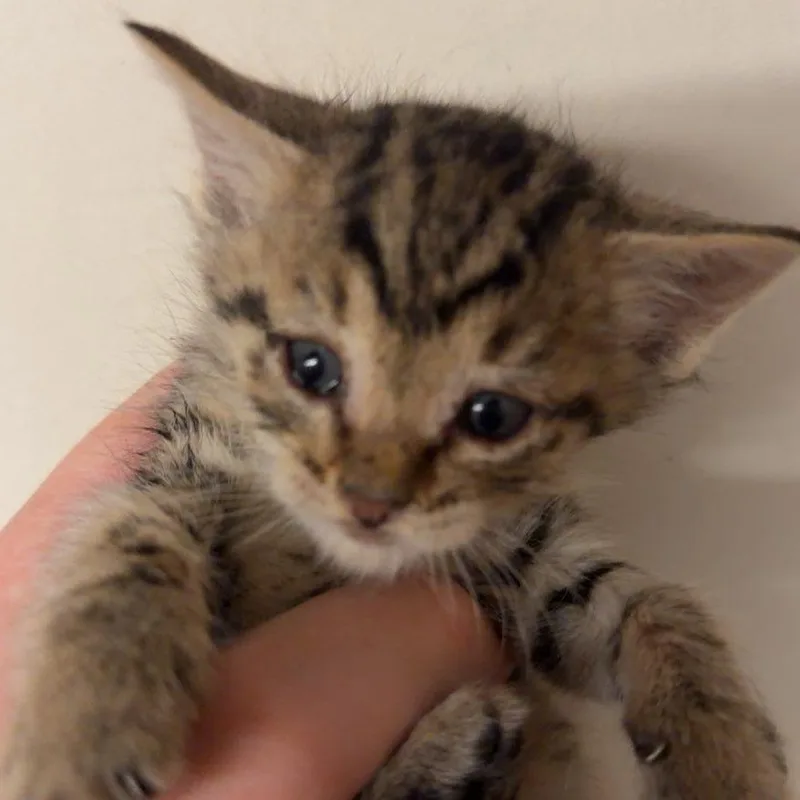 A baby small-sized male Brown / Chocolate Domestic Short Hair cat named Roscoe for adoption in Skokie, IL