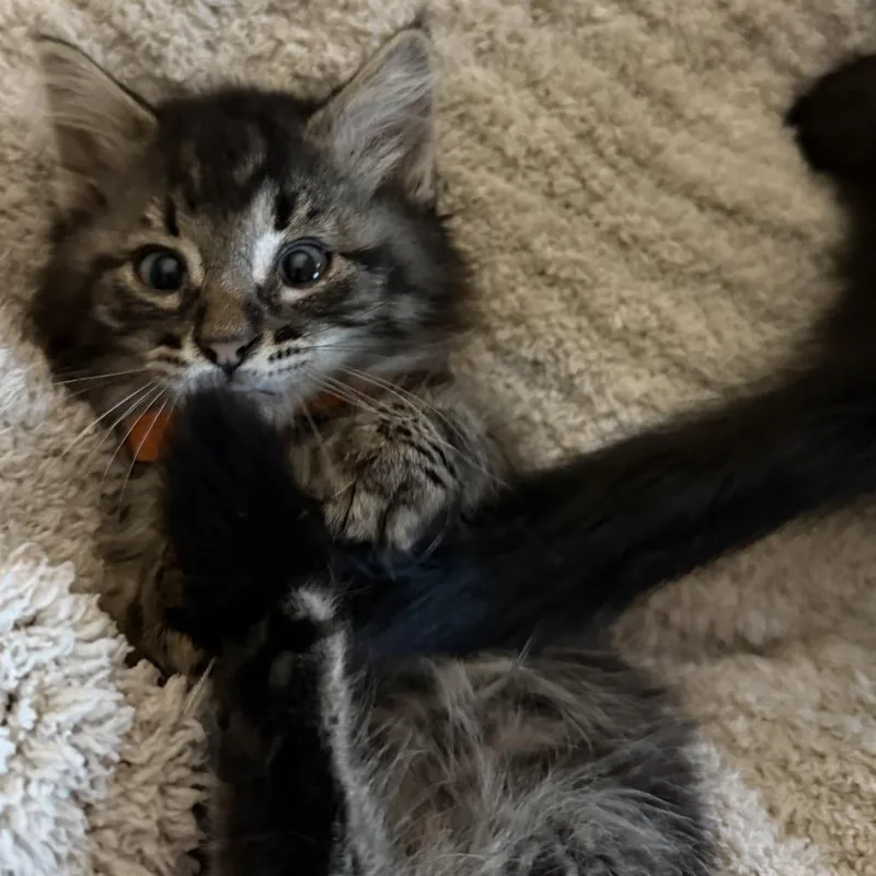 Roscoe thumbnail 4