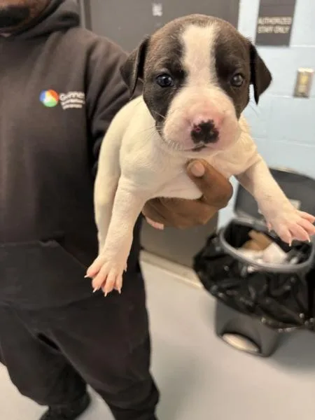 A baby small-sized female Pit Bull Terrier dog named Ic for adoption in Lawrenceville, GA