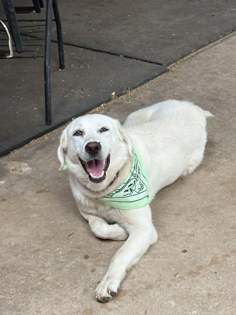 A young large-sized female White / Cream Great Pyrenees dog named Luna for adoption in Sadler, TX