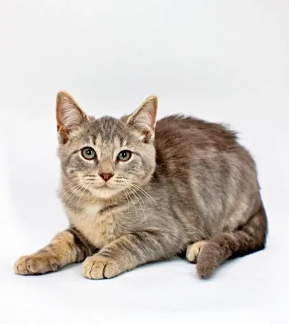 A baby small-sized male Domestic Medium Hair cat named Boo for adoption in Morton Grove, IL