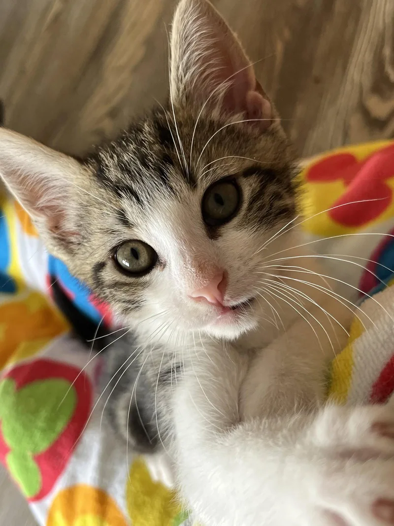 A baby medium-sized male Domestic Short Hair cat named Dungaree for adoption in Trenton, NJ