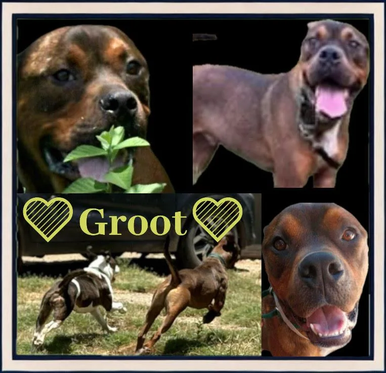 Grootrockdale  Tx thumbnail 2