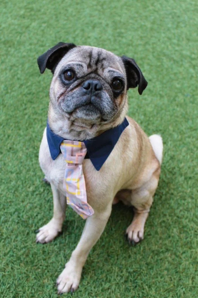An adult small-sized male Pug dog named Darius for adoption in Gardena, CA