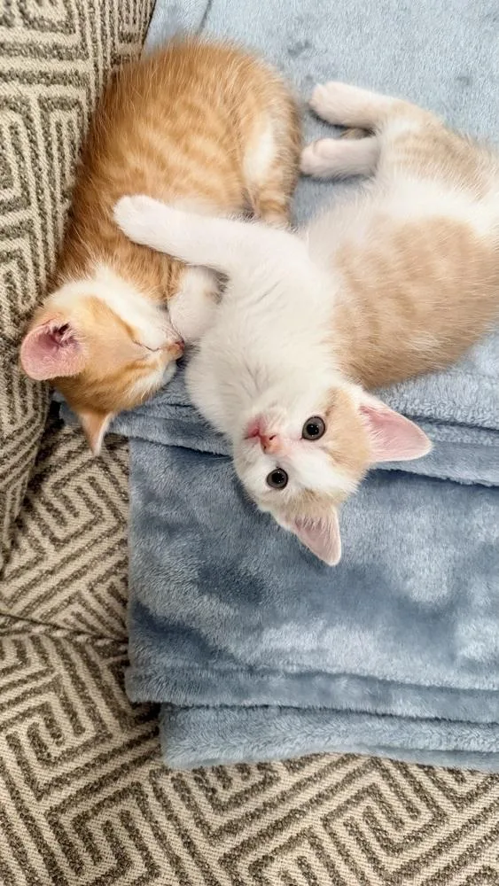 A baby small-sized female Orange & White Domestic Short Hair cat named Shenandoah for adoption in Henrico, VA