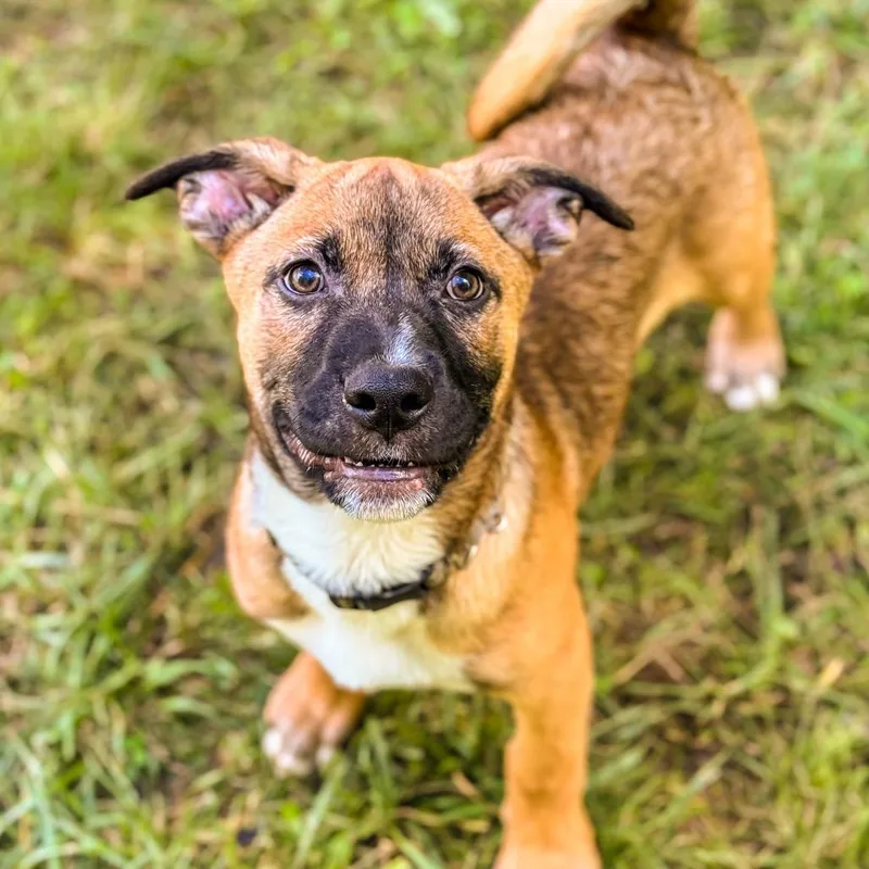 A baby small-sized male Brown / Chocolate Mixed Breed dog named Joji for adoption in Springboro, OH