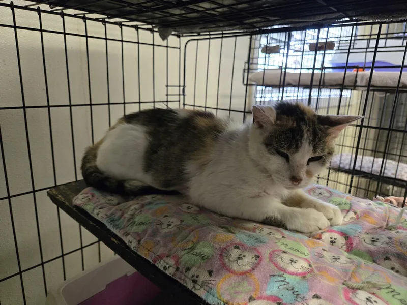 An adult small-sized female Calico cat named Misty for adoption in Maquoketa, IA