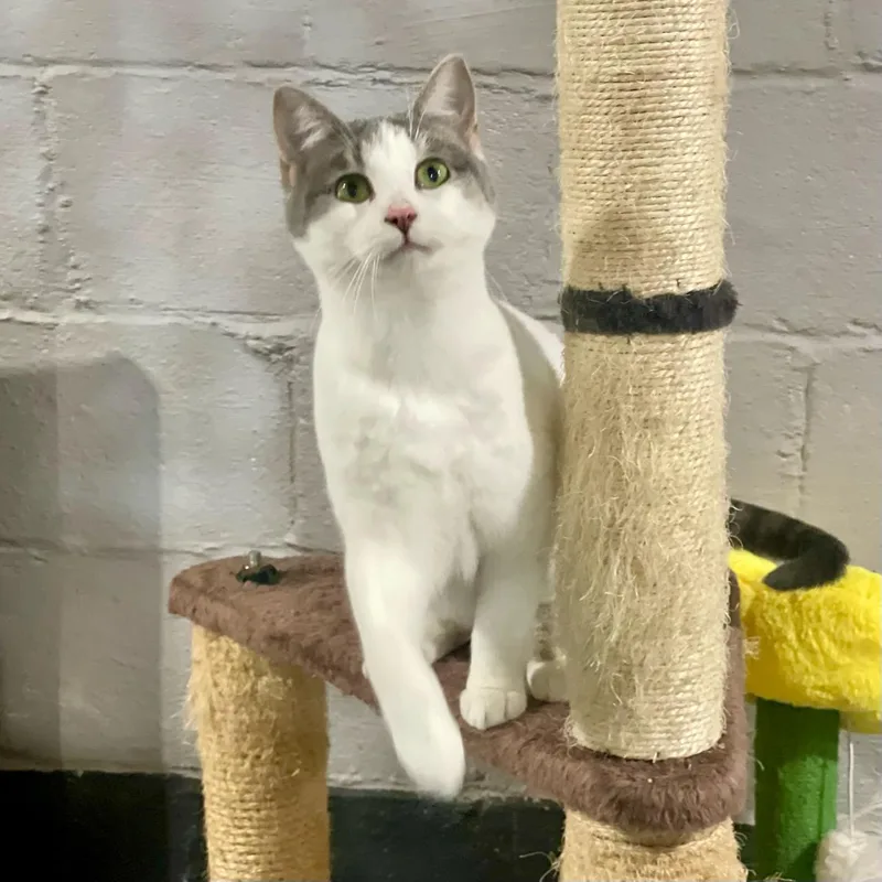 A young medium-sized female Gray & White Domestic Short Hair cat named Dahlia for adoption in Benson, MN