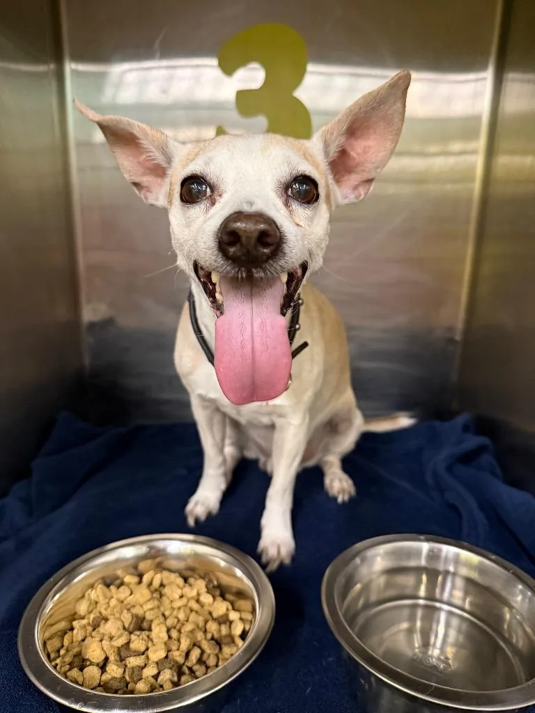 A senior small-sized male Chihuahua dog named Odie for adoption in Rockport, TX