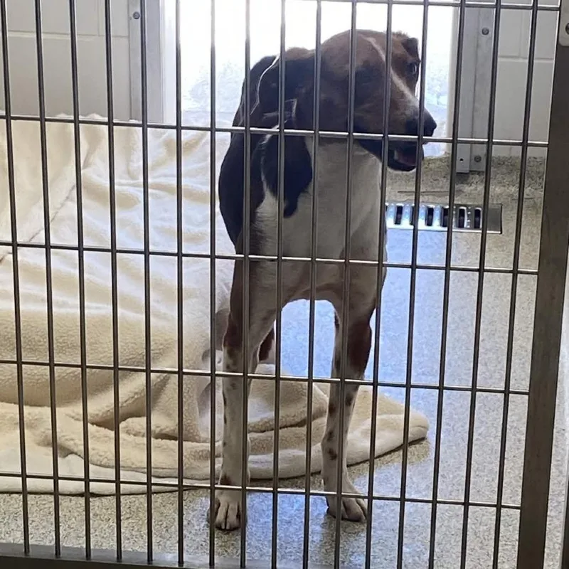 A senior medium-sized male Brown / Chocolate American Foxhound dog named Totally Tucker for adoption in Gloucester, VA