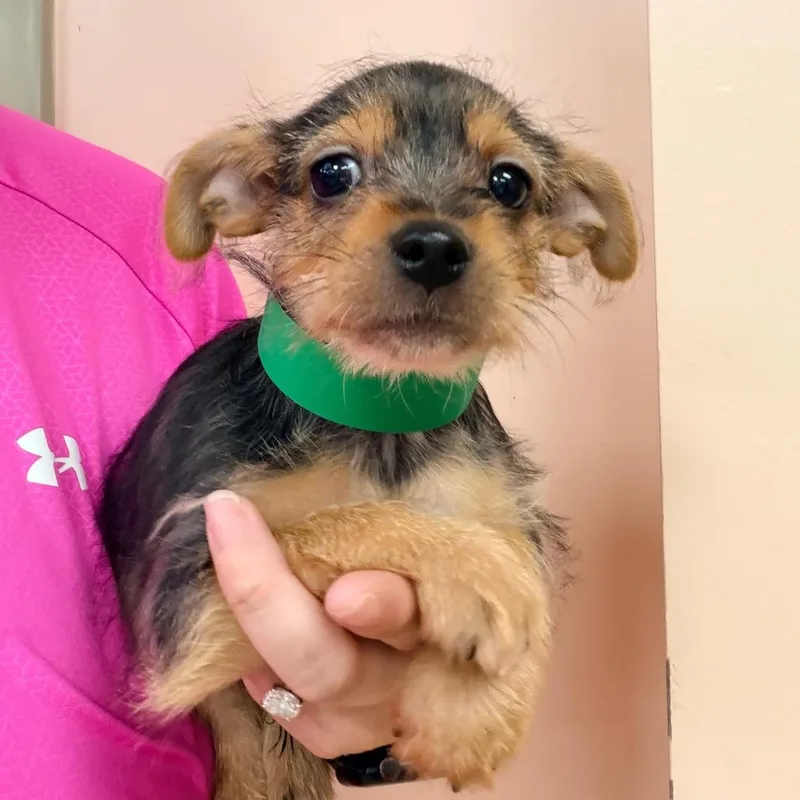 A baby small-sized male Black Yorkshire Terrier dog named Napoleon for adoption in Columbus, GA