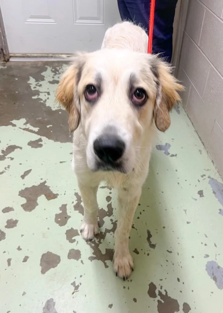 A baby large-sized male Great Pyrenees dog named Wellerman for adoption in Murray, KY