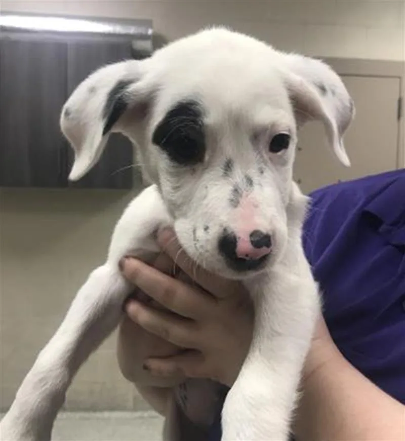 A baby small-sized female Labrador Retriever dog named Navy for adoption in Conroe, TX
